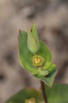 Greater Florida spurge